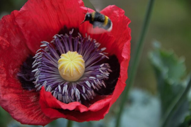 Foto la abeja en la amapola oriental