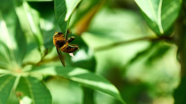 Abeja amarilla grande en una hoja. Tailandia