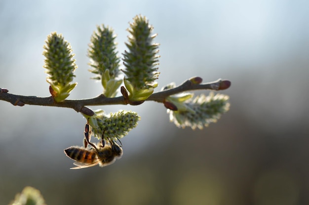 Abeja en un amento florido en un sauce recogiendo néctar