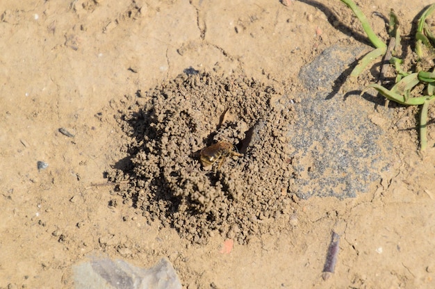 Abeja andrena a la entrada de su nido