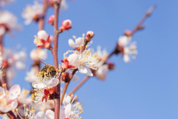 Abeja avispa recolectando polen polinizando una flor flores de primavera florecen en árboles frutales albaricoquero