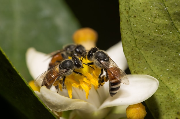 Foto la abeja ayuda a la polinización en la flor de lima