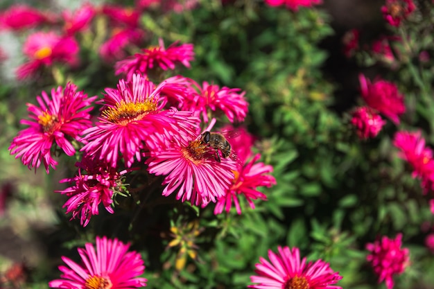 Abeja bebe néctar de flores otoñales