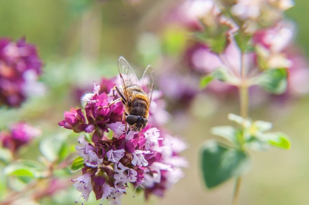 Abeja bebiendo néctar de una flor