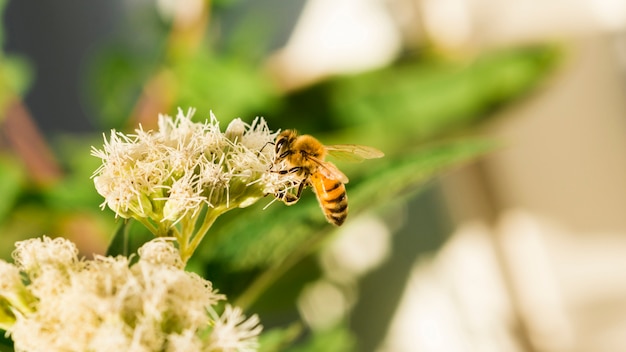 Abeja buscando polen