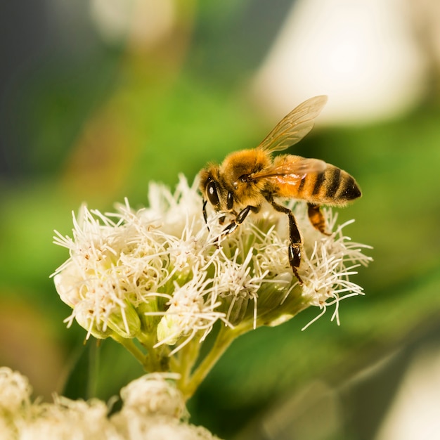 Abeja buscando polen