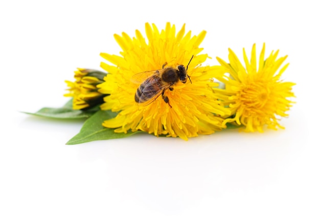 Abeja y cabeza de flor amarilla aislada en un fondo blanco