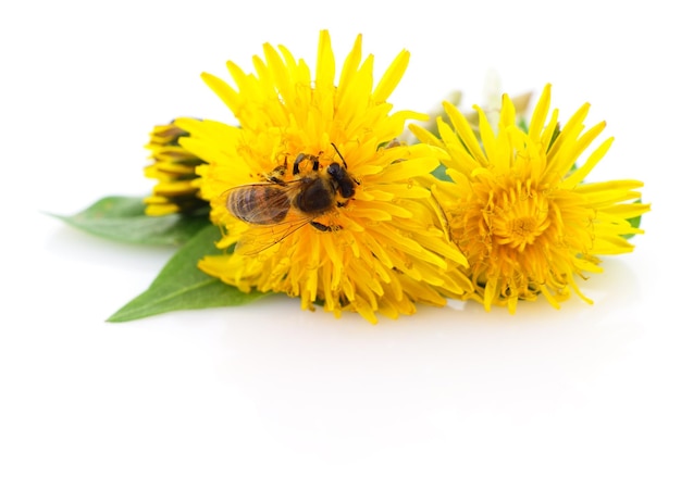 Abeja y cabeza de flor amarilla aislada en un fondo blanco