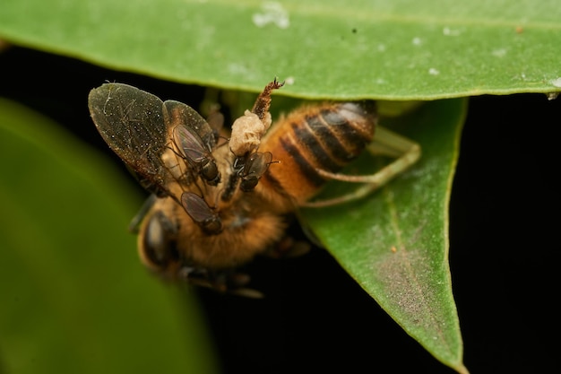 Una abeja capturada por una araña cangrejo en una hoja verde