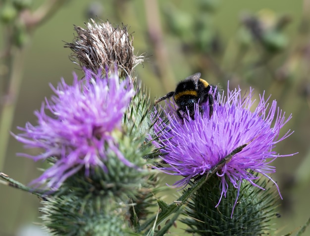 Abeja en un cardo