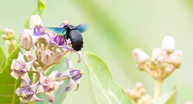 Una abeja carpintera tropical bebiendo néctar de las flores de hierba lechosa que se ciernen sobre las alas de las flores en movimiento