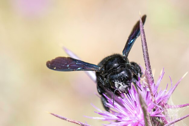 Foto abeja carpintero