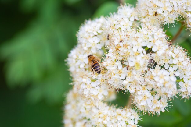 Una abeja en una ceniza de montaña floreciente, movimiento borroso, fondo borroso, enfoque selectivo