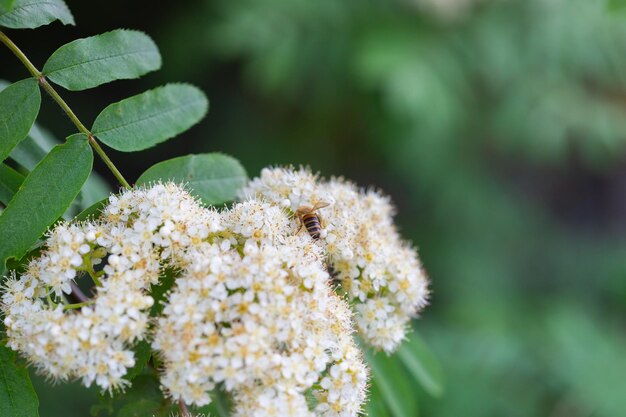 Una abeja en una ceniza de montaña floreciente, movimiento borroso, fondo borroso, enfoque selectivo