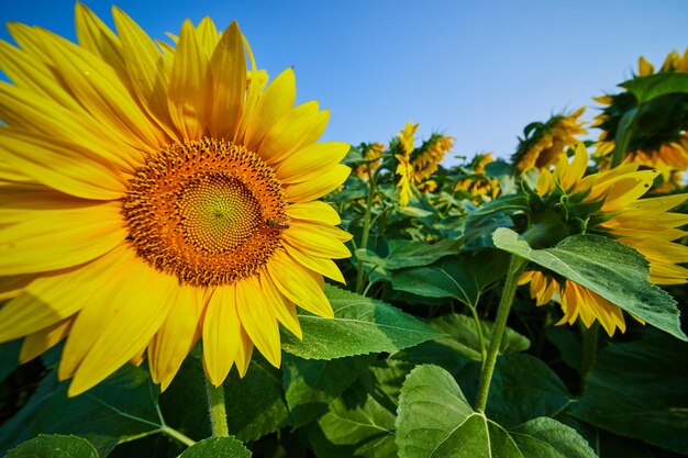 Abeja en el centro del girasol cerca en el campo de flores amarillas bajo un cielo azul