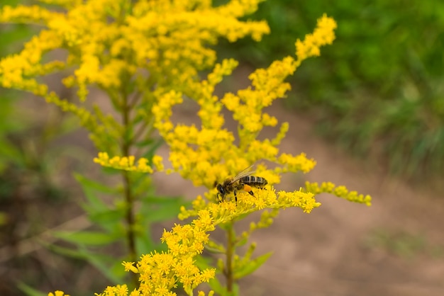 una abeja de cerca recoge polen de una flor amarilla en verano