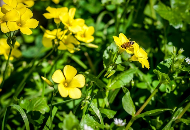 Abeja chupa néctar de una flor amarilla