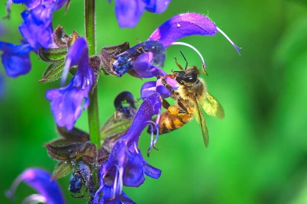 Una abeja chupa el néctar de una flor Salvia pratensis