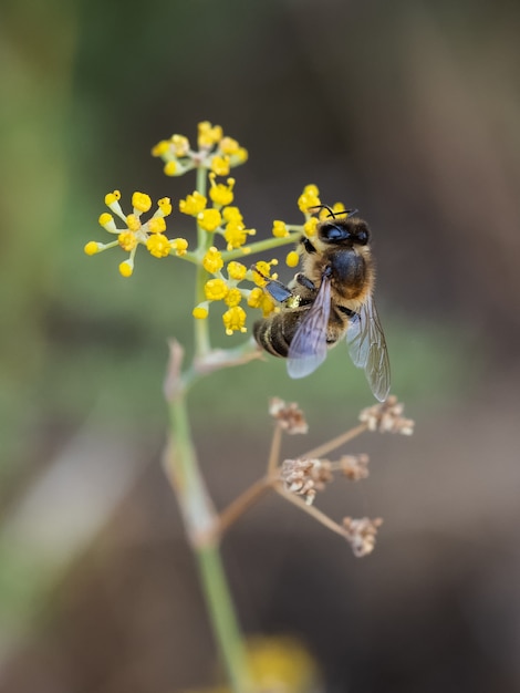 Abeja chupando el néctar de una flor.