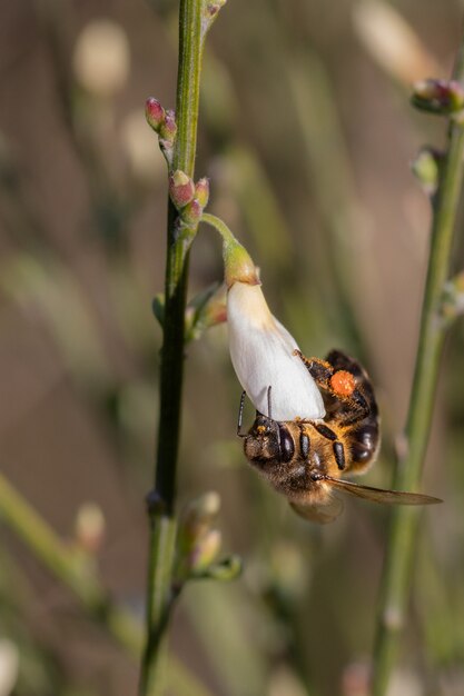 Abeja chupando néctar de una flor