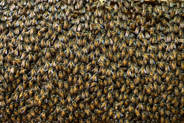 Abeja colmena de fondo