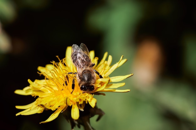 Una abeja en un colmenar se asienta sobre un diente de león amarillo y recolecta polen para hacer miel, cerrar