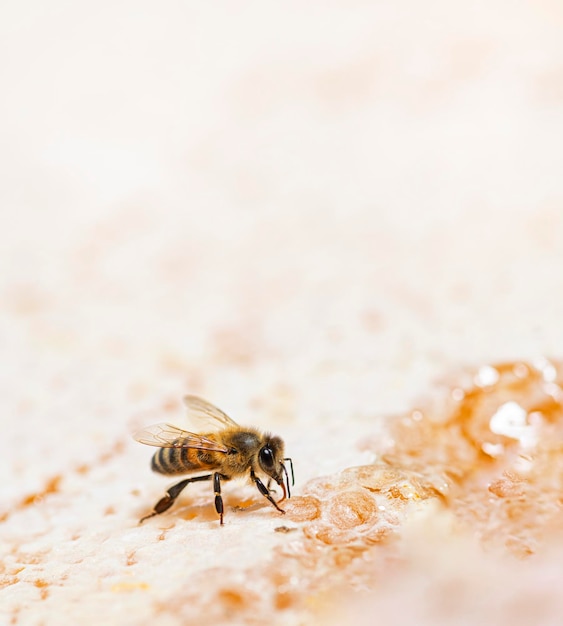 Abeja comiendo miel en el marco de una colmena donde la cera permanece aislada en un fondo blanco