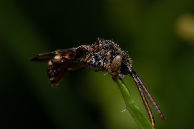 Una abeja cuco en vuelo al final de una planta en busca de néctar