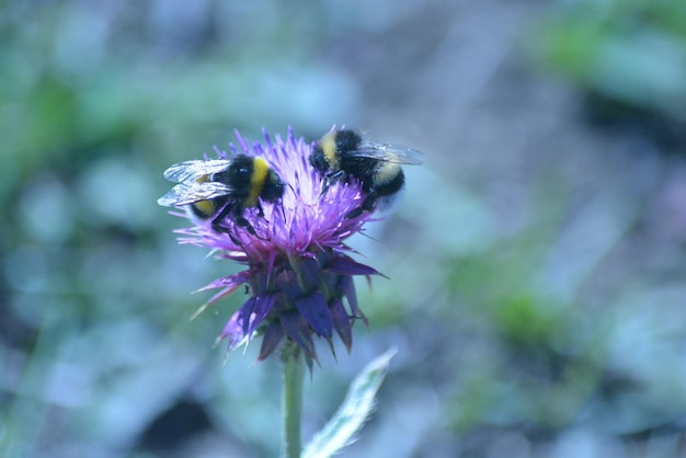 Abeja en un diente de león púrpura