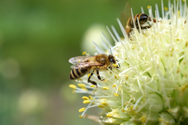 Abeja. Dos abejas recogen polen en una flor de cebolla blanca