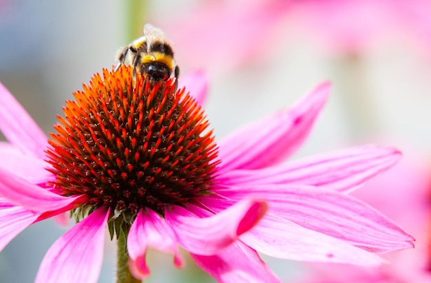 Foto abeja encaramada en una equinácea echinacea