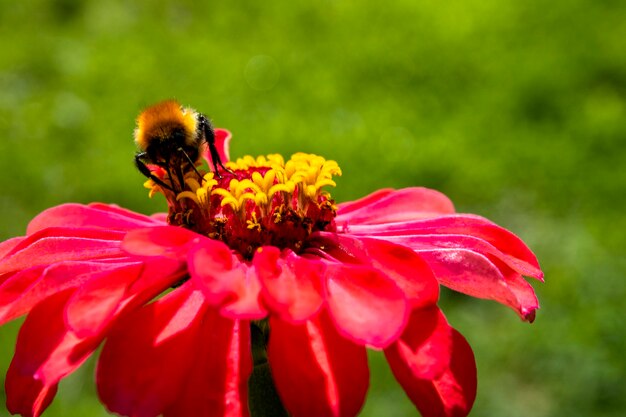 Abeja encaramada en una flor roja. abeja recogiendo polen