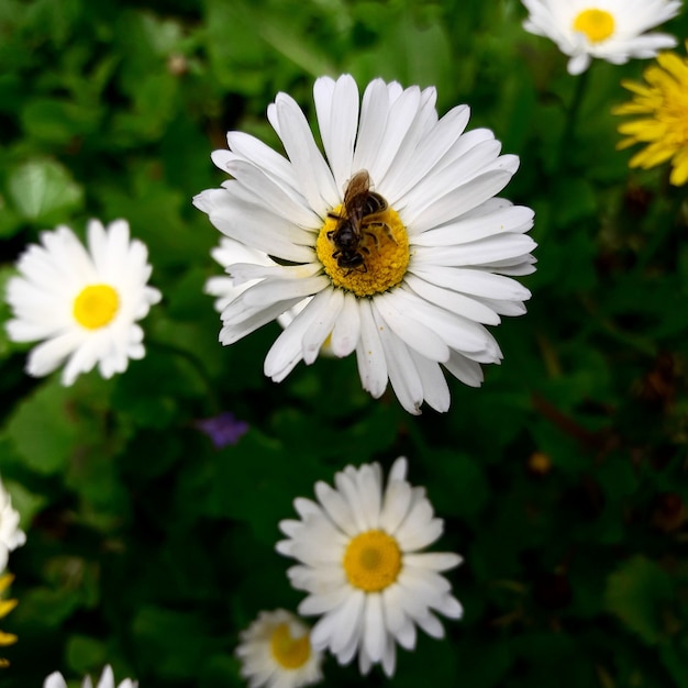 abeja encima de una flor