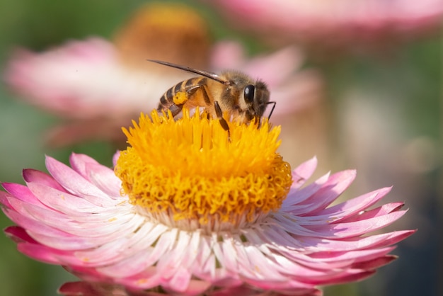 Abeja encontrar dulce en flor de paja