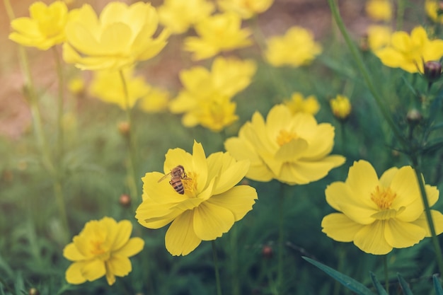 Una abeja encuentra mielada en el polen de la flor