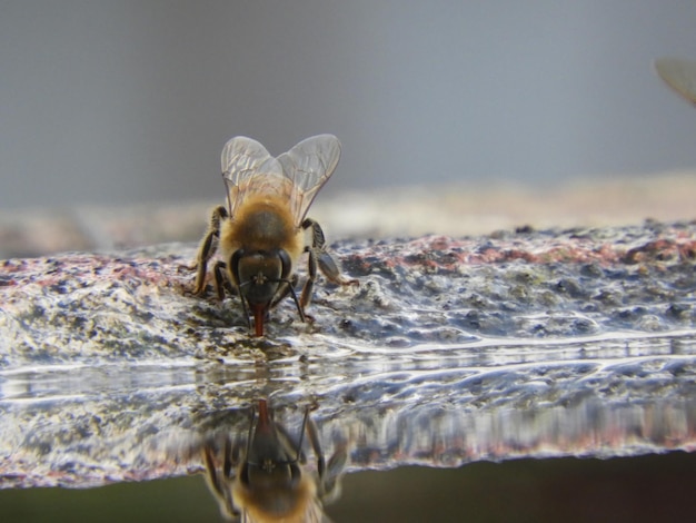 Una abeja está bebiendo agua de un charco de agua.