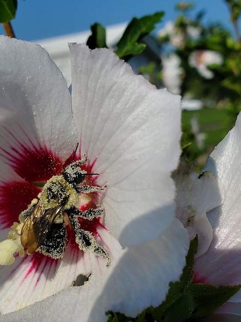 La abeja está durmiendo en la flor blanca de un hibiso