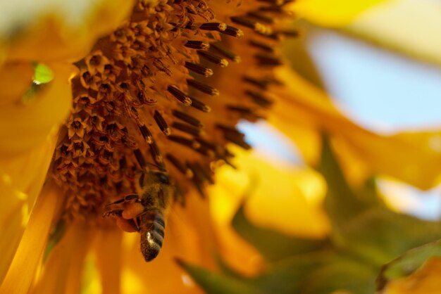 Una abeja está en un girasol con una abeja grande.