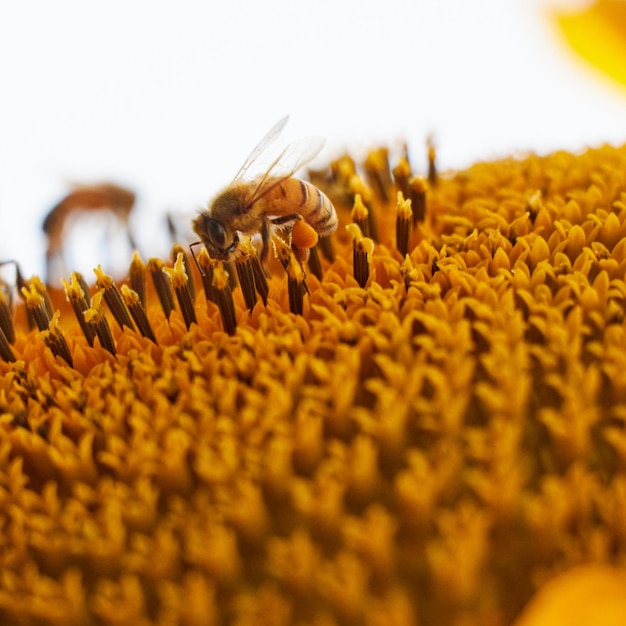 Una abeja está en un girasol con otras abejas.