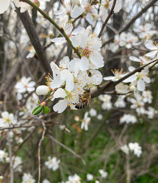 Una abeja está sobre una flor en un campo de flores.