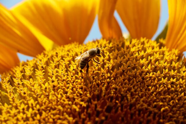 Una abeja está sobre un girasol con un cielo azul de fondo.