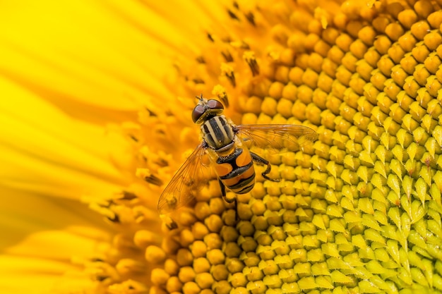 Abeja europea Apis Mellifera recolectando néctar de un girasol