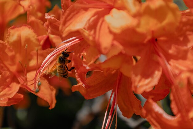 Abeja en flor abeja polinizada de la flor roja