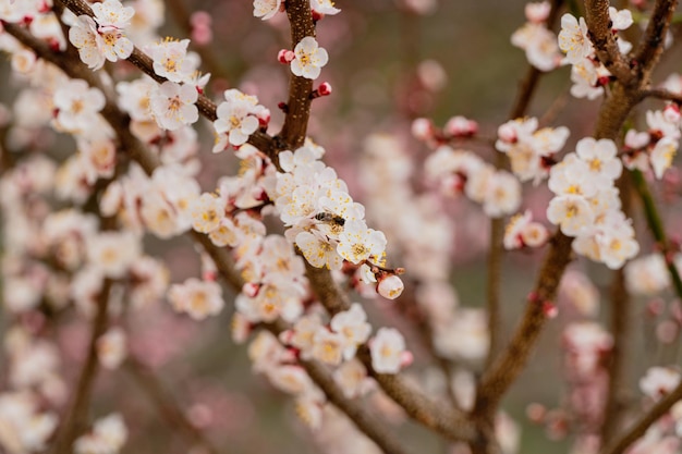 Una abeja en una flor de albaricoque recoge néctar entre flores blancas Flores jóvenes de primavera Foto de alta calidad