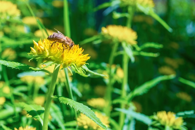 Una abeja en una flor amarilla. Polinización