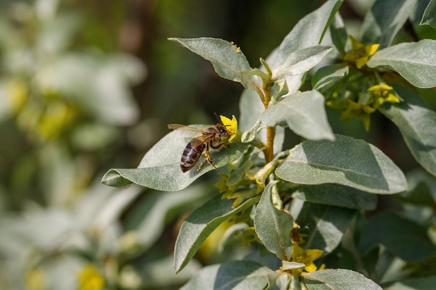 Abeja en una flor amarilla Silverberry