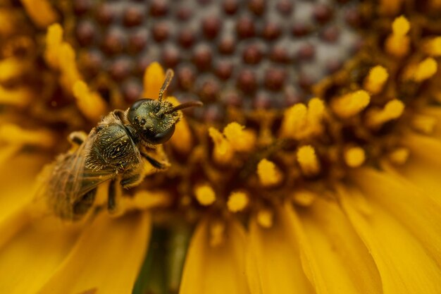 una abeja en una flor amarilla vista aérea