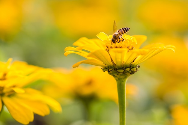 Abeja en flor amarilla