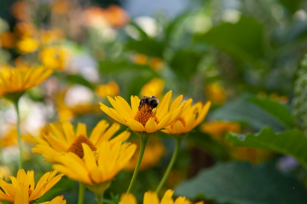 abeja en flor amarilla