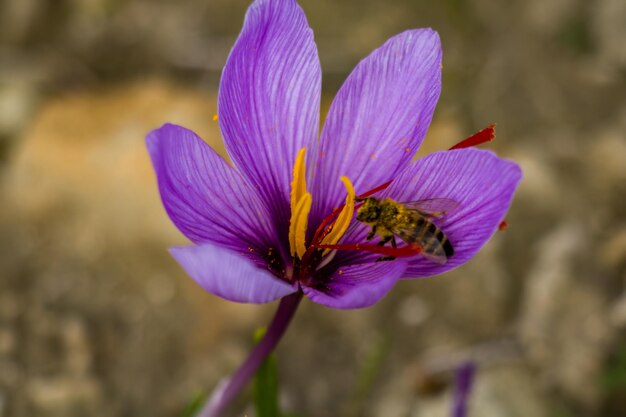 Foto la abeja en la flor de azafrán crocus sativus floreciendo la planta púrpura en el suelo la abeja recogiendo el polen